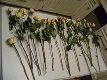 Long Stemmed "Dried" Roses in Luke AFB, Arizona